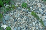 Artemisia japonica. Цветущее растение на галечном пляже. Приморье, бухта Второй Лангоу. 26.08.2006.