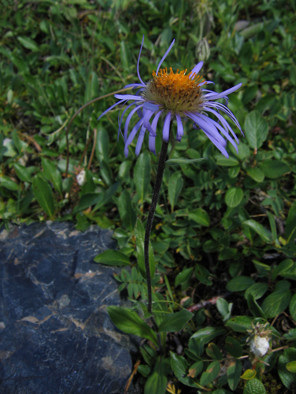 Image of Erigeron flaccidus specimen.