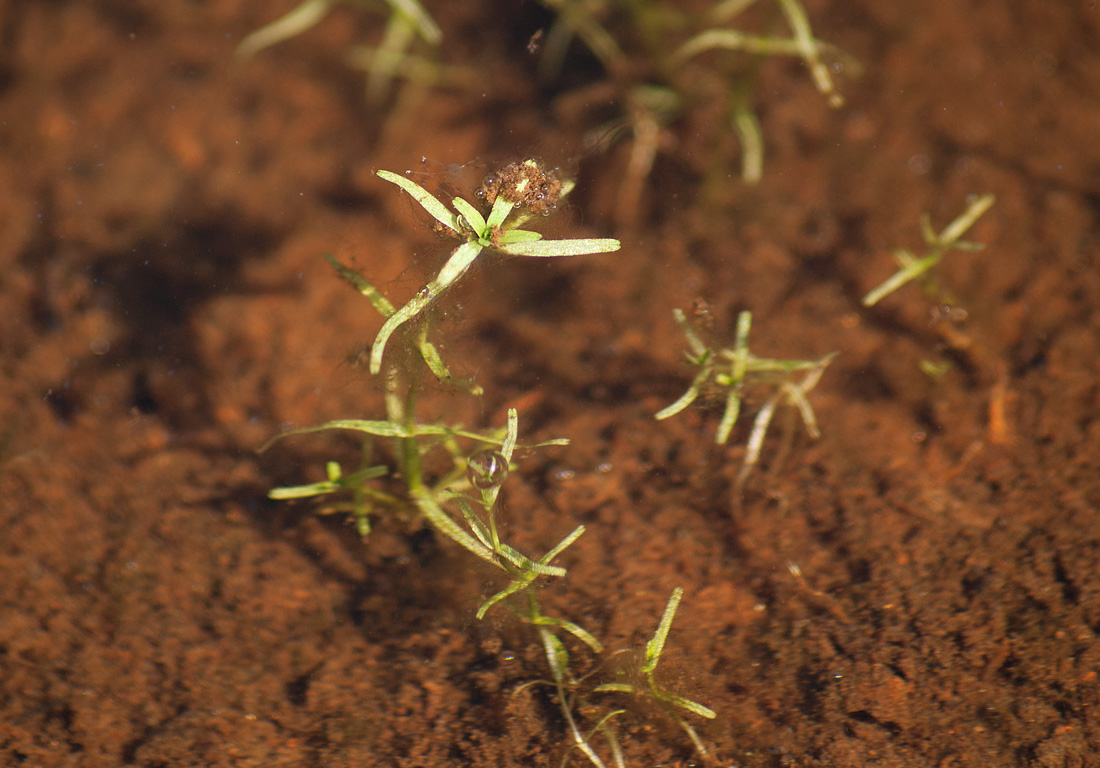 Image of Callitriche palustris specimen.