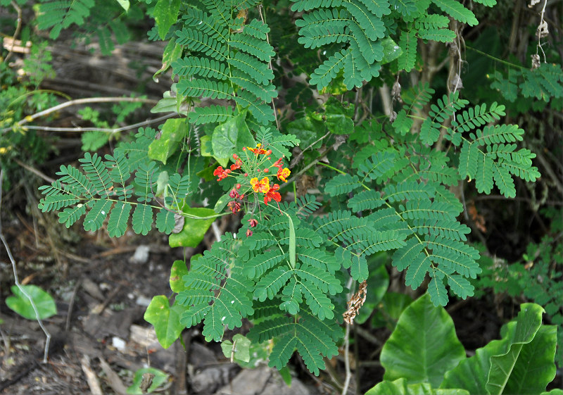 Image of Caesalpinia pulcherrima specimen.