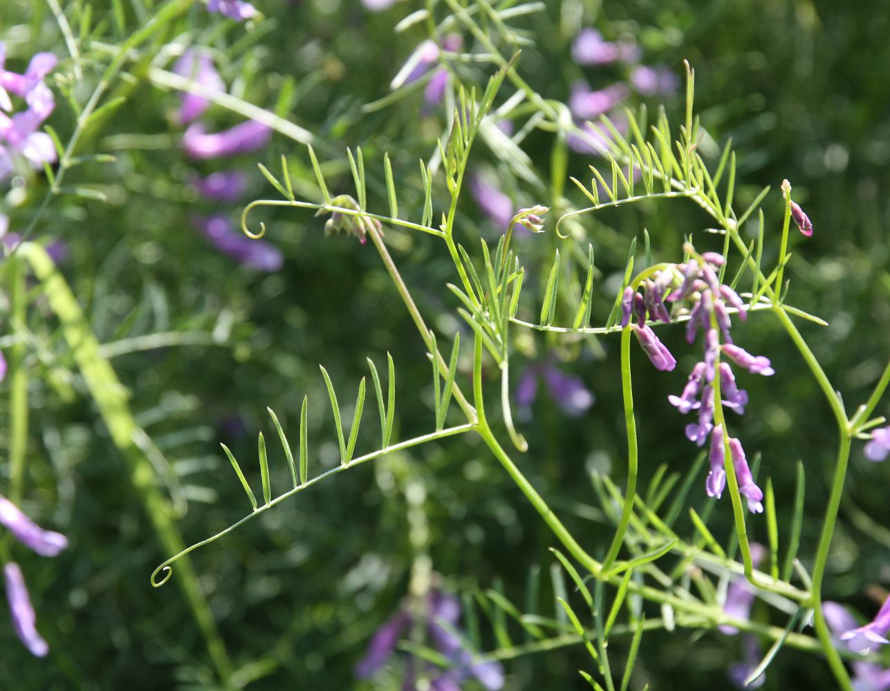 Изображение особи Vicia elegans.