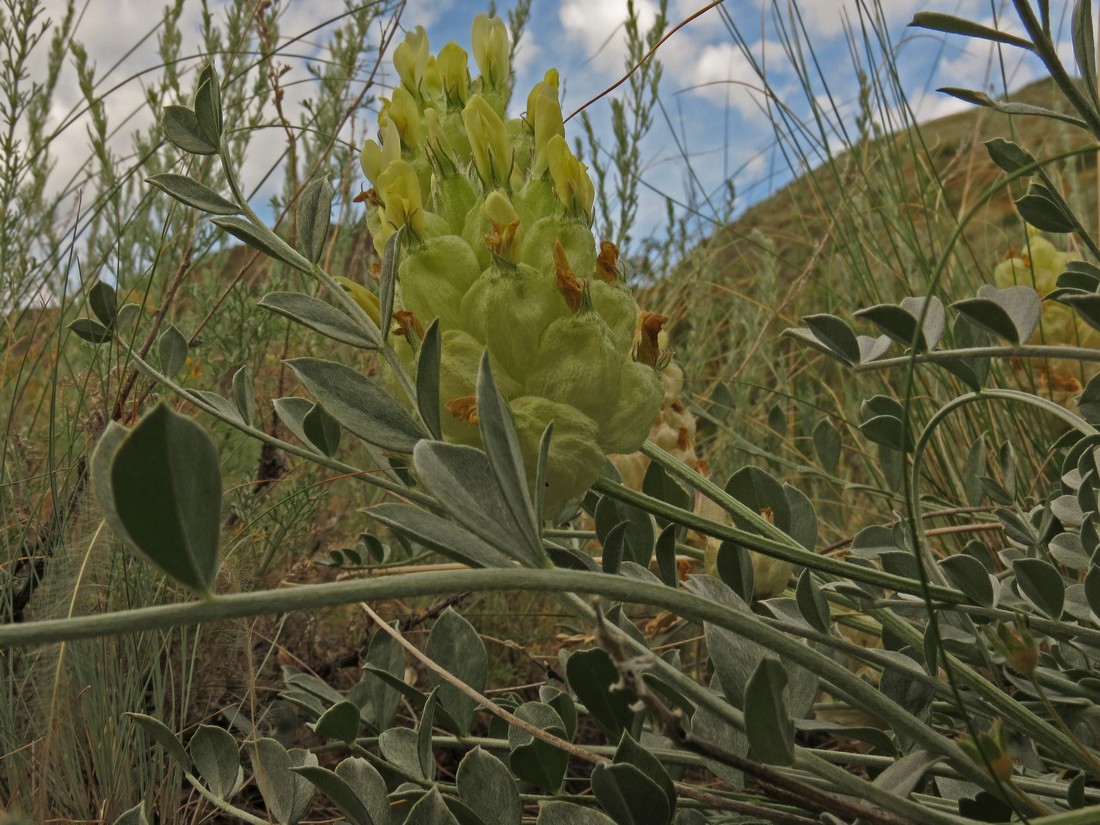 Image of Astragalus petropylensis specimen.