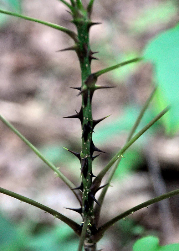 Image of Kalopanax septemlobus specimen.