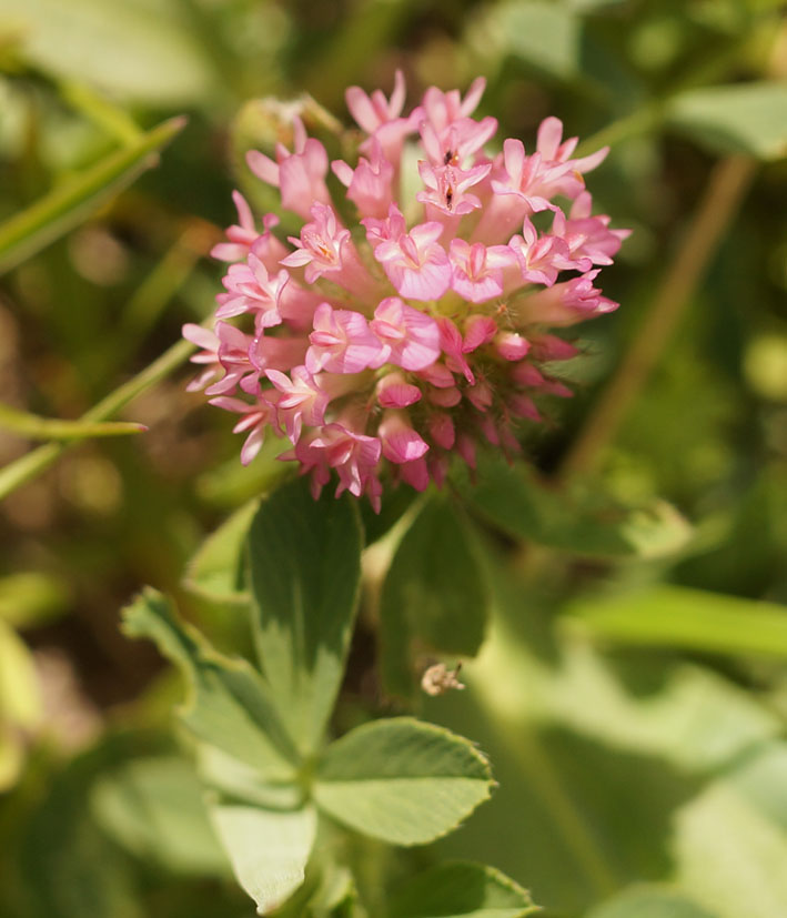 Image of Trifolium fragiferum specimen.