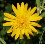 Tragopogon orientalis