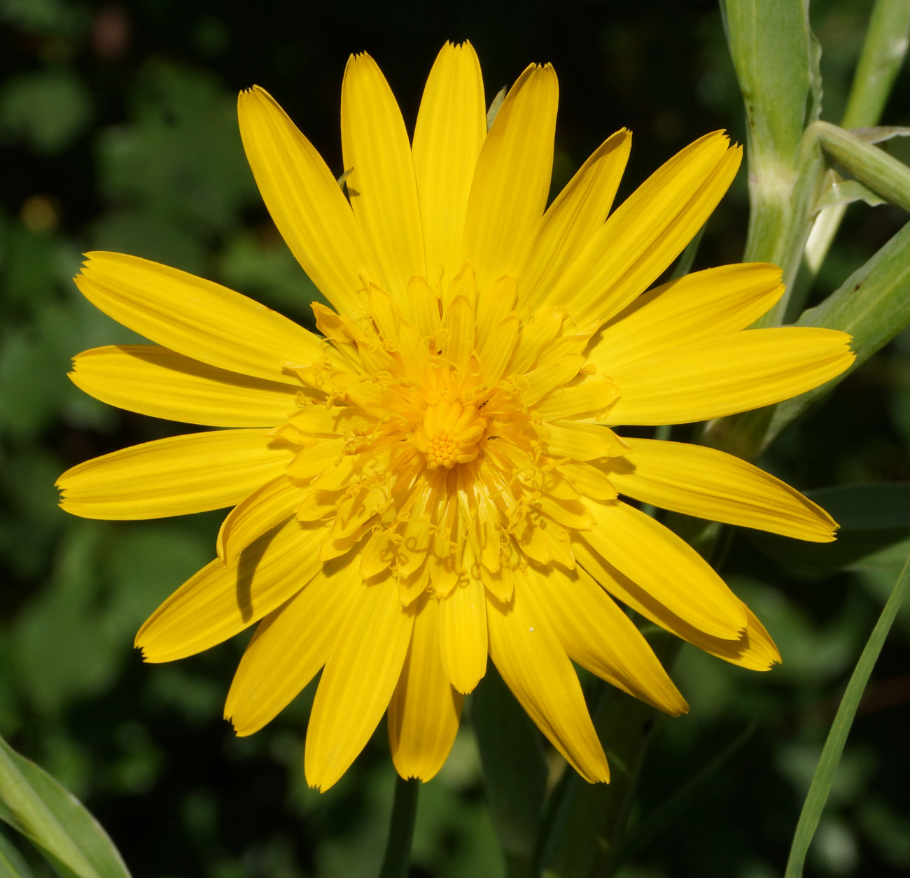 Image of Tragopogon orientalis specimen.