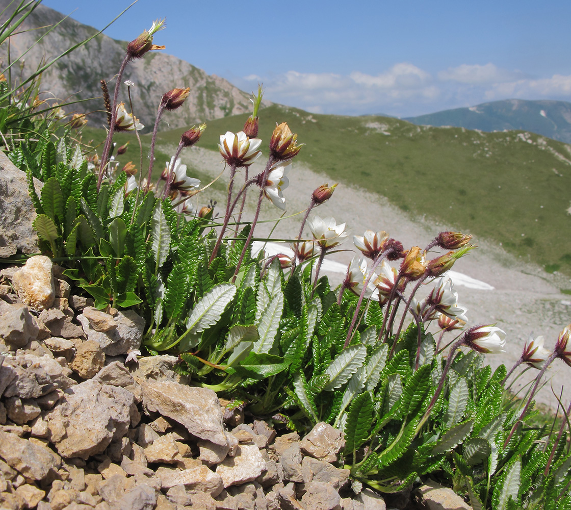 Редкие Растения Дагестана