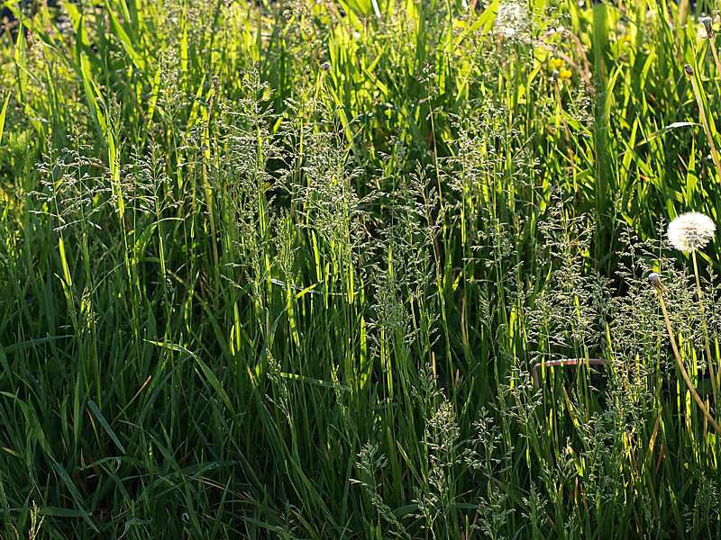 Image of Poa pratensis specimen.