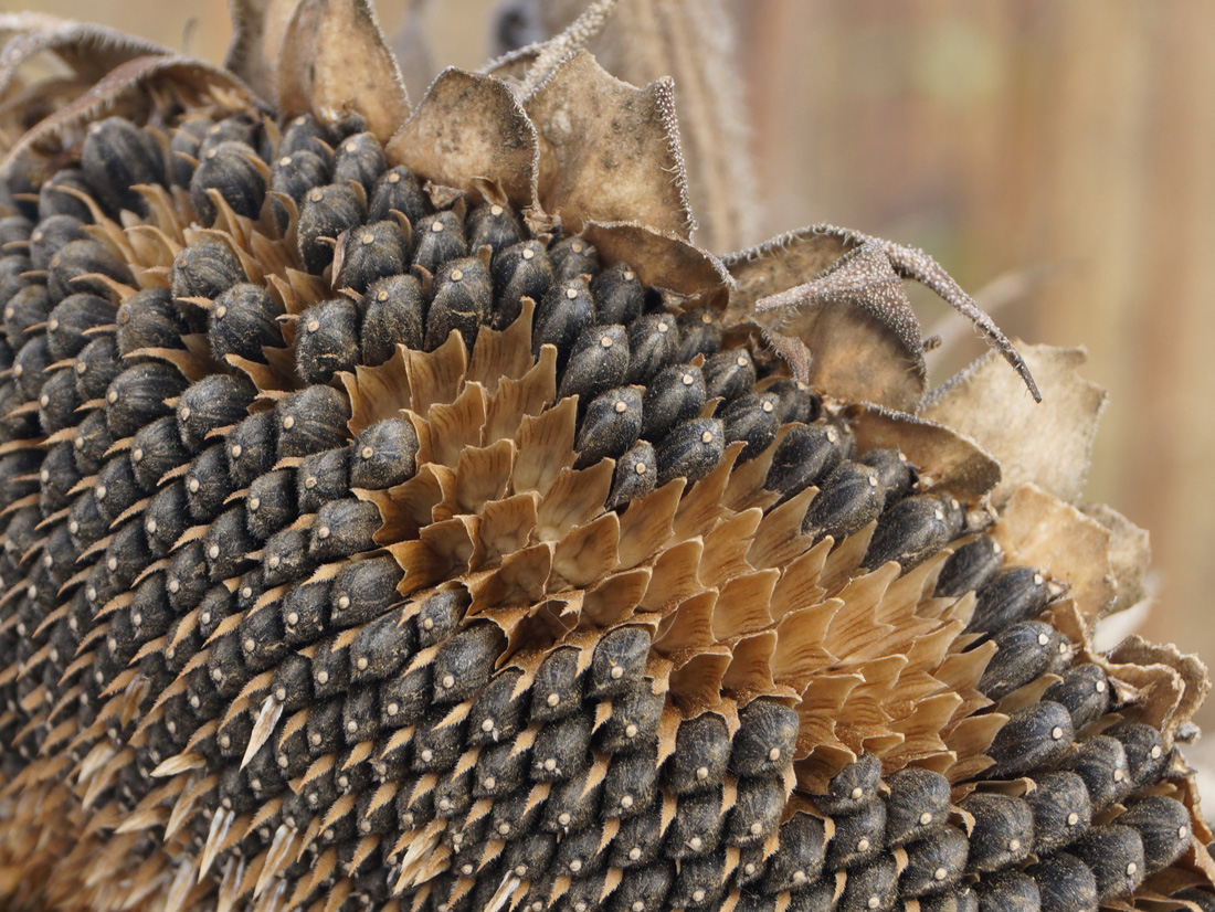 Image of Helianthus annuus specimen.