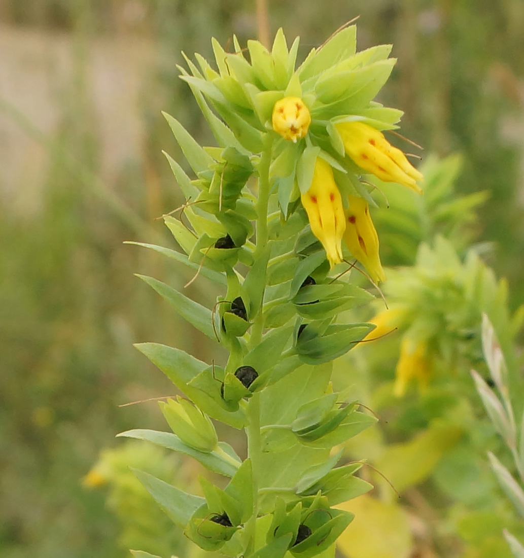 Image of Cerinthe minor specimen.