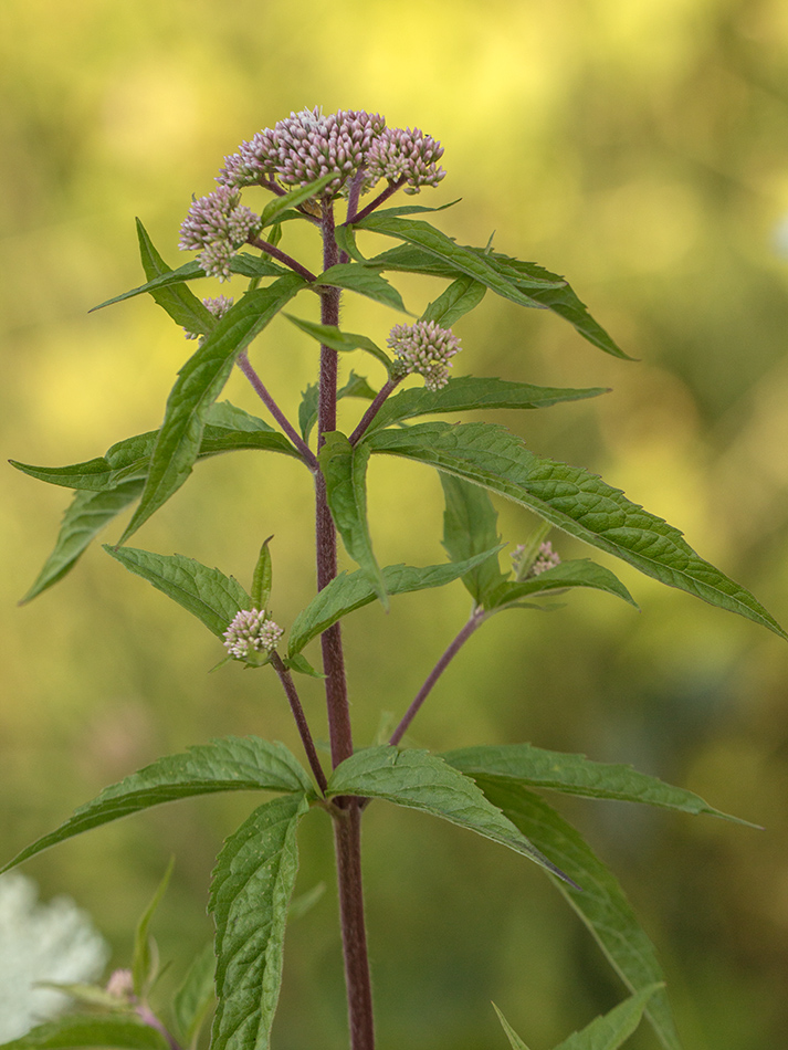 Image of Eupatorium cannabinum specimen.