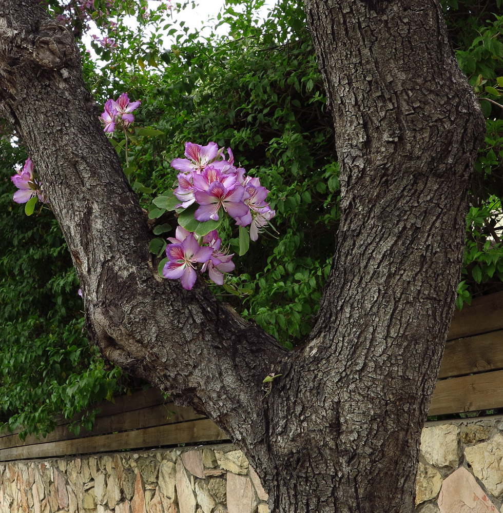 Image of Bauhinia variegata specimen.