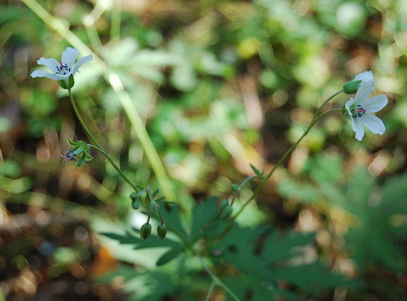 Image of Geranium asiaticum specimen.