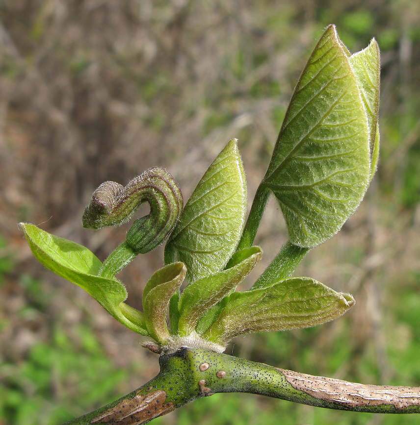 Изображение особи Aristolochia manshuriensis.