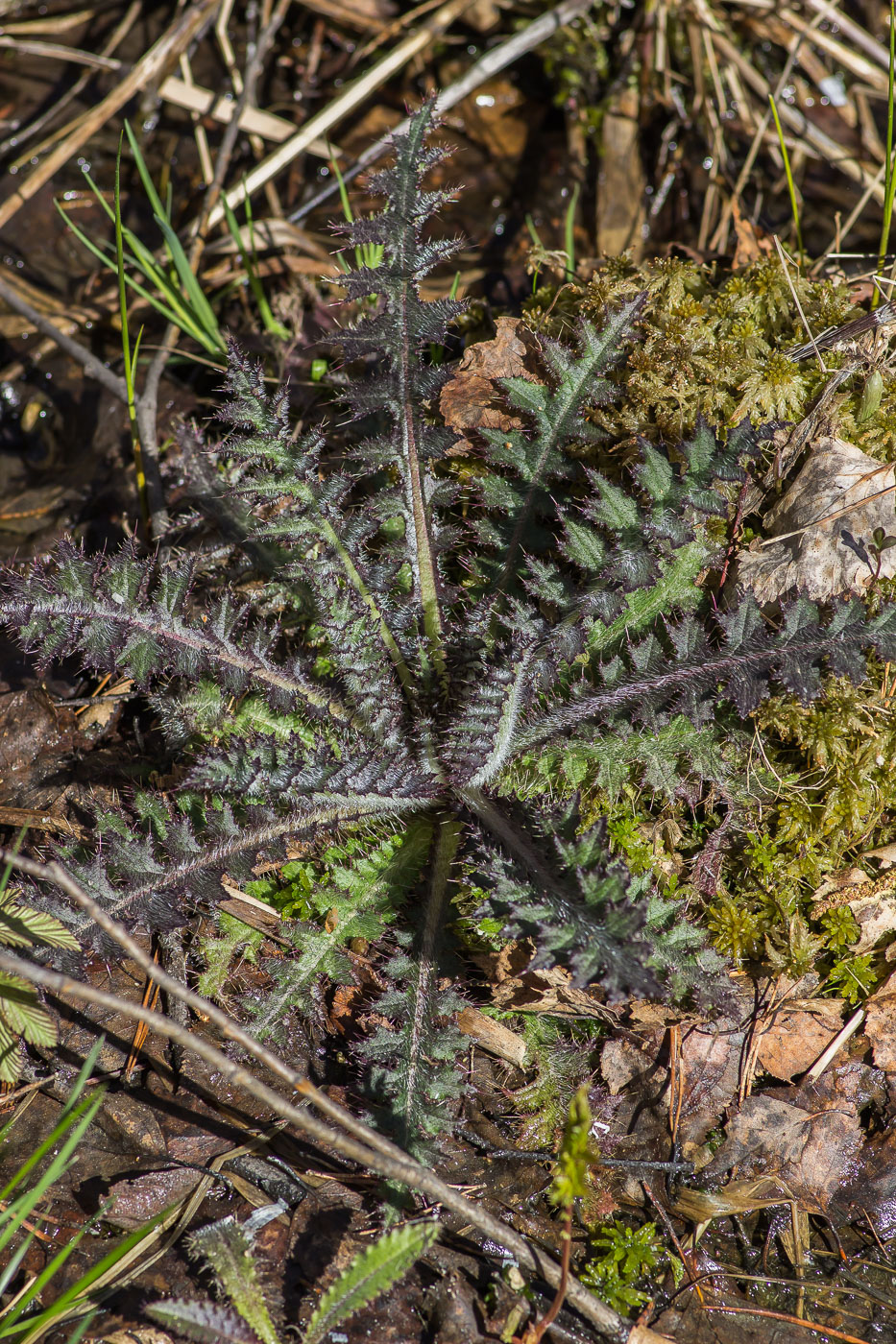 Image of Cirsium palustre specimen.