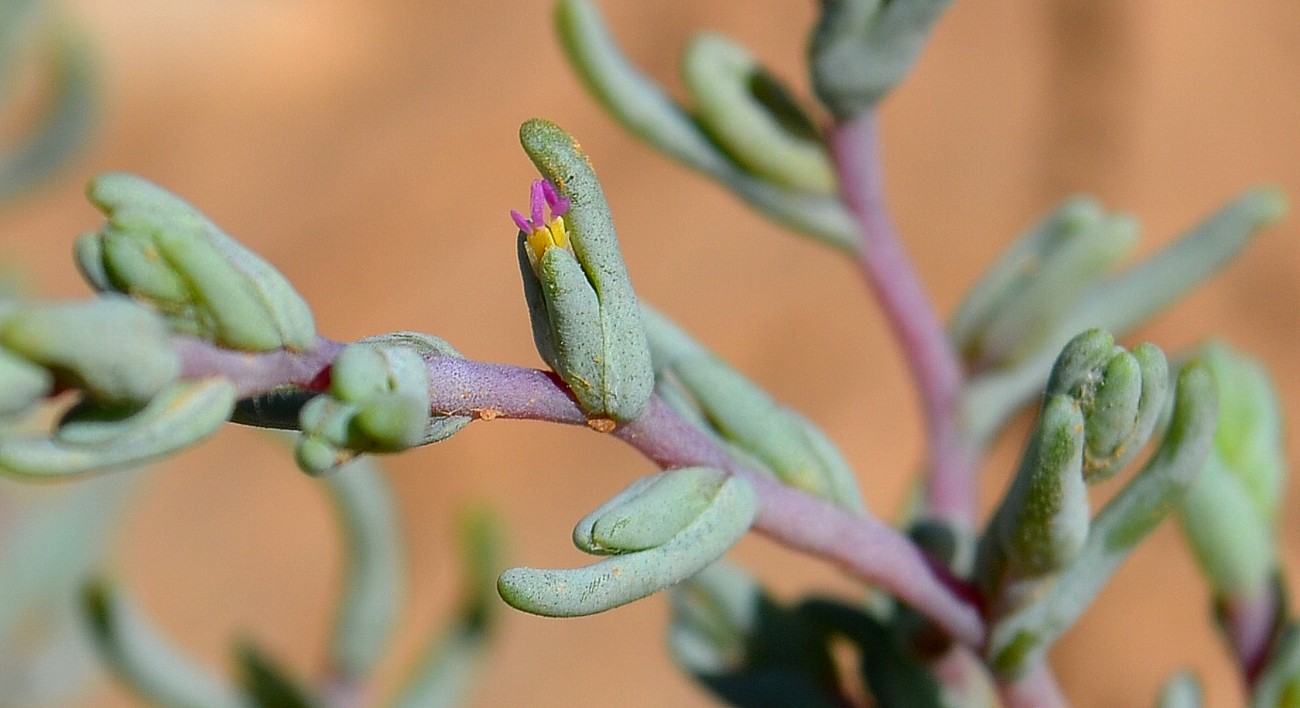 Изображение особи Salsola acutifolia.