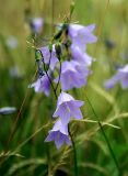 Campanula rotundifolia. Соцветие. Украина, Волынская обл., Ратновский р-н, восточнее с. Залухов, правый берег Выжевского канала возле оз. Святое, сухой луг. 31 июля 2007 г.