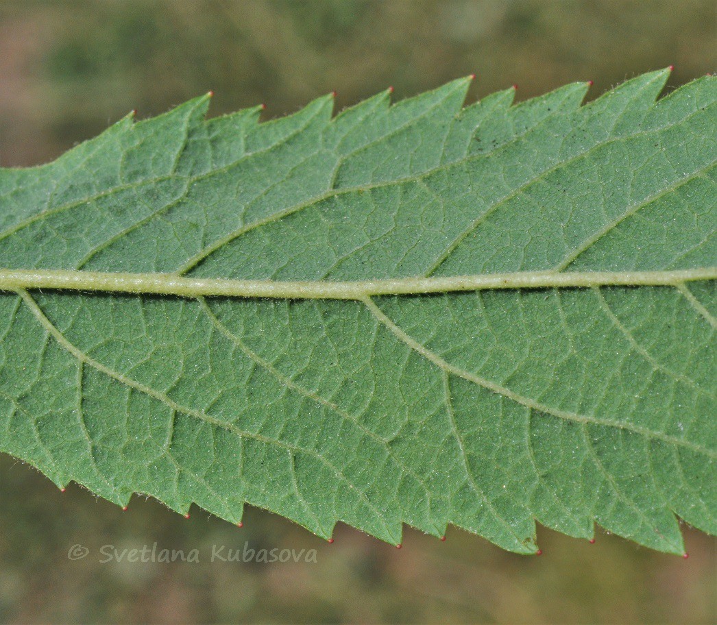 Image of Spiraea &times; billardii specimen.