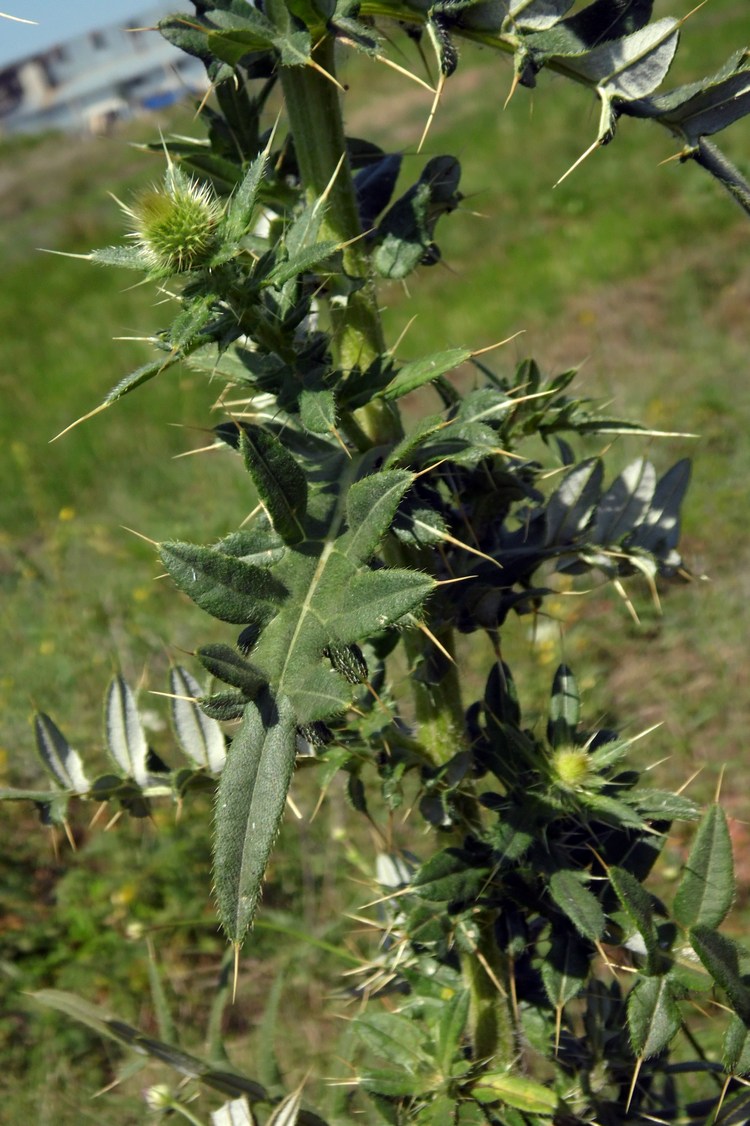 Изображение особи Cirsium ciliatum.