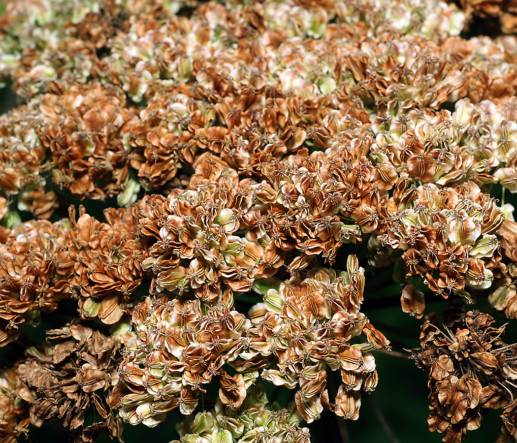 Изображение особи Angelica sylvestris.