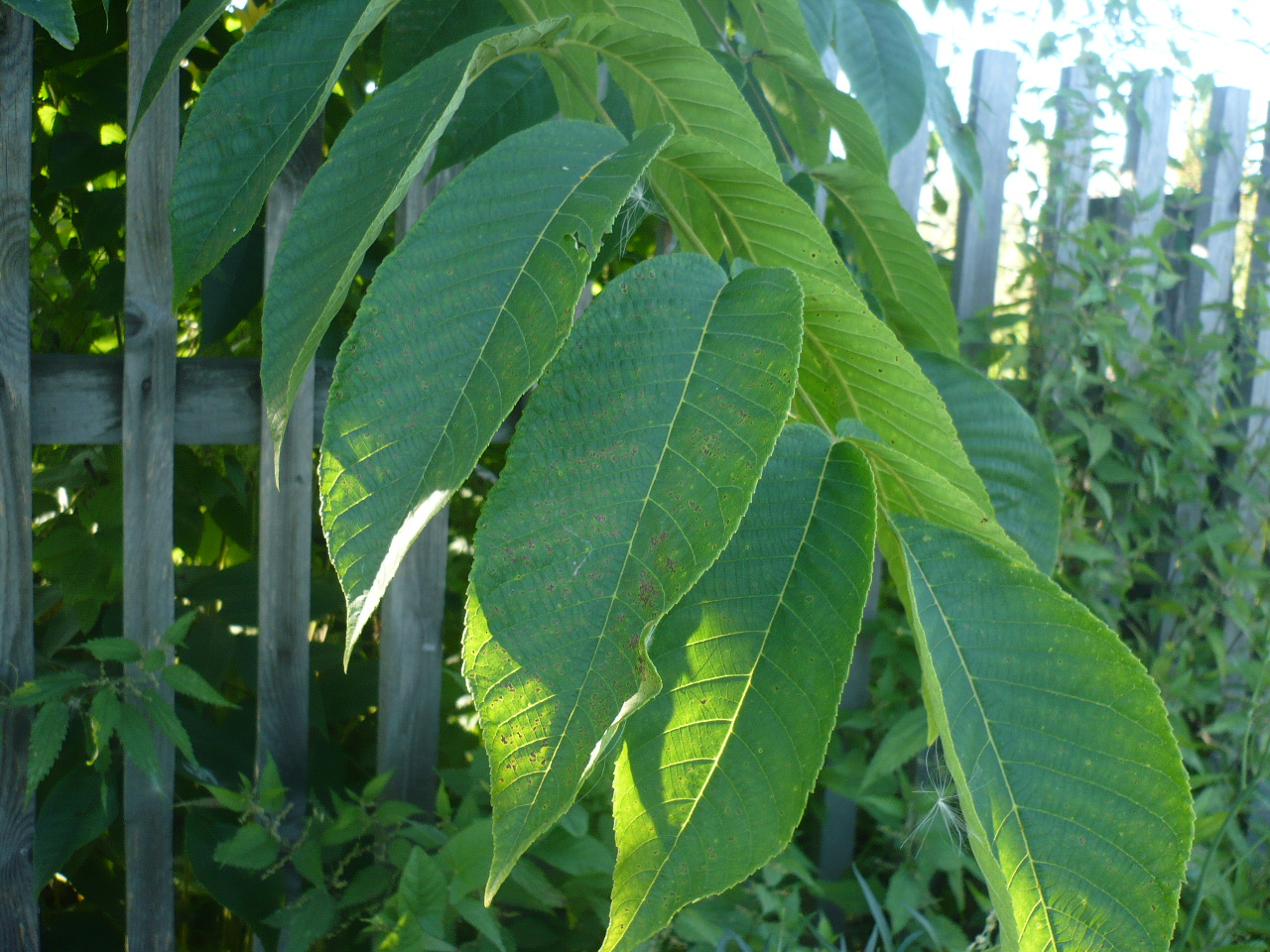 Image of Juglans mandshurica specimen.