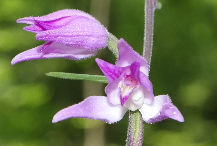 Изображение особи Cephalanthera rubra.