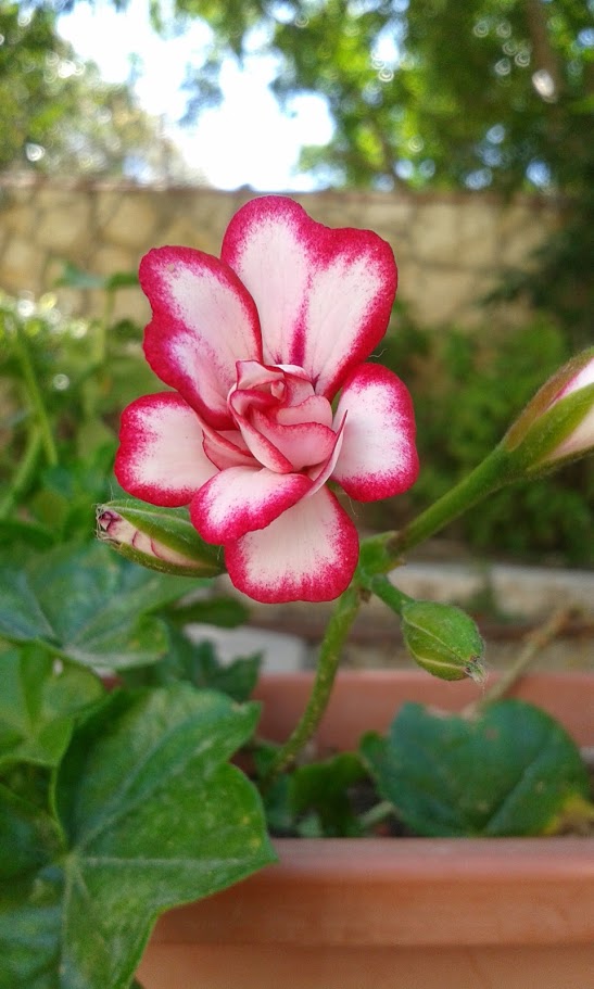 Изображение особи Pelargonium peltatum.