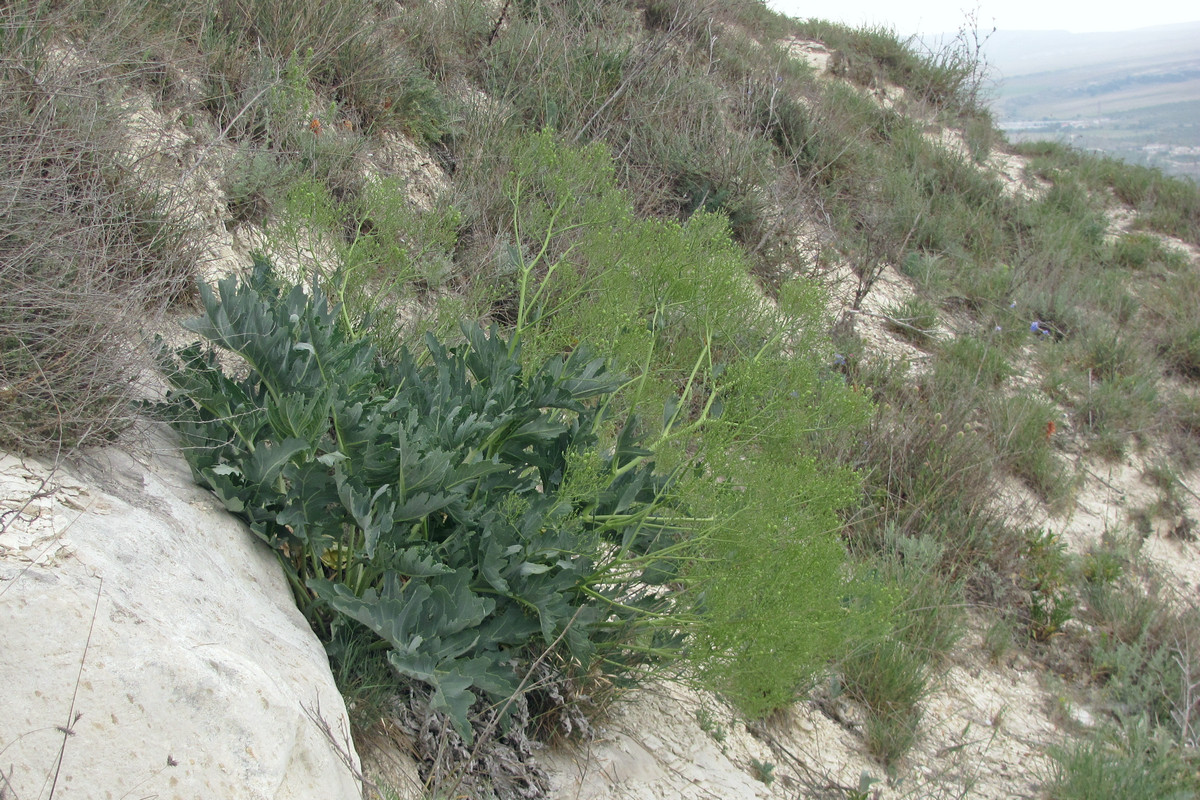 Изображение особи Crambe pinnatifida.