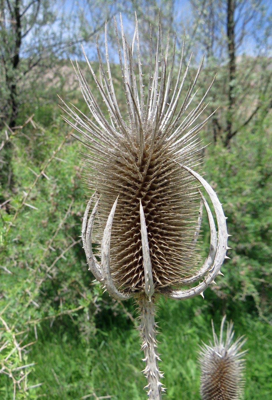 Изображение особи Dipsacus laciniatus.