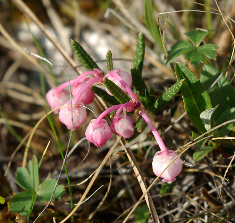 Image of Andromeda polifolia specimen.