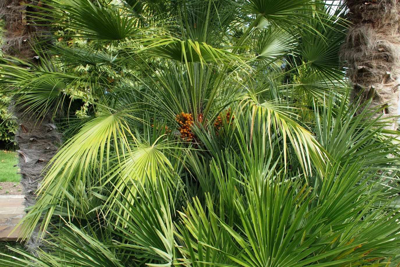 Image of Chamaerops humilis specimen.