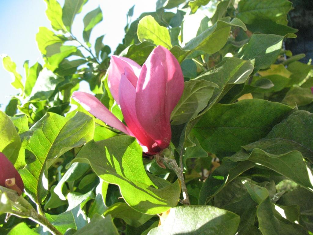 Изображение особи род Magnolia.