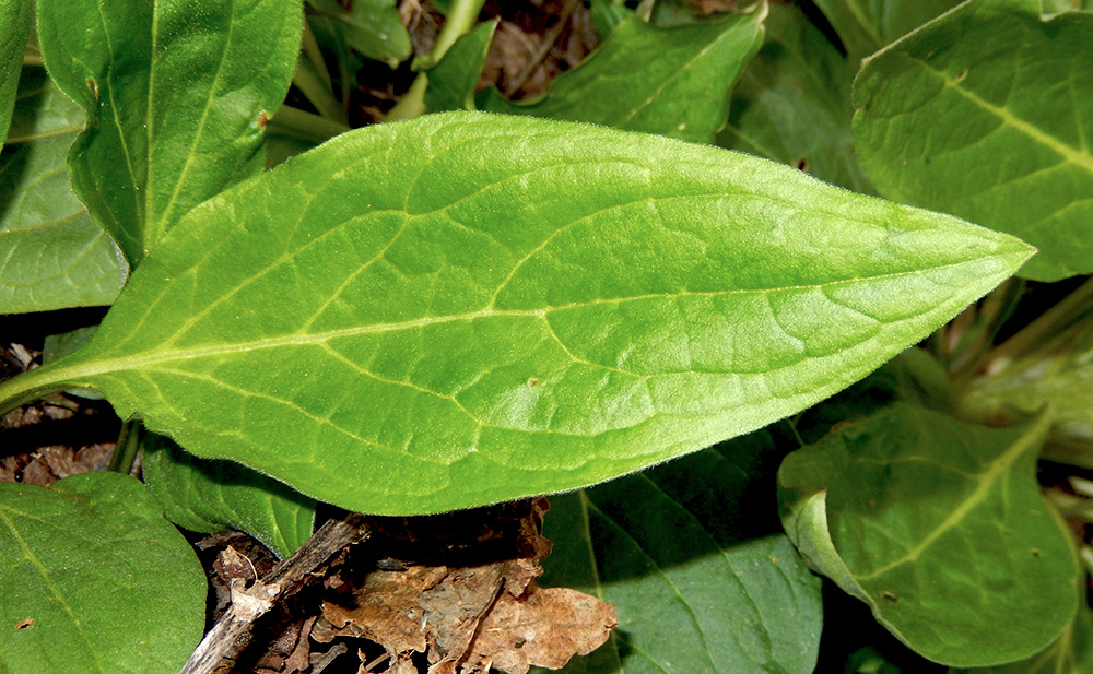 Image of Solenanthus biebersteinii specimen.