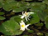 Nymphaea разновидность pubescens