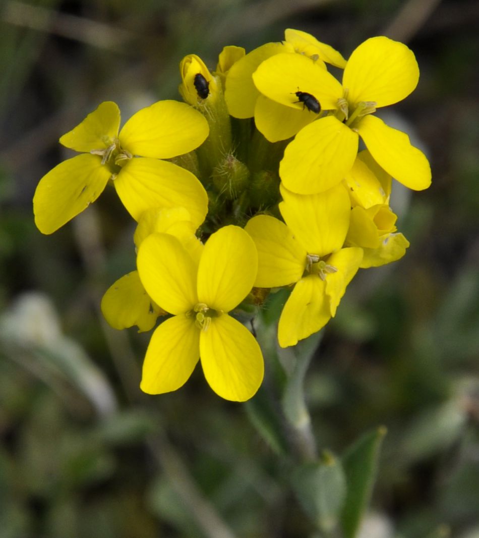 Image of familia Brassicaceae specimen.