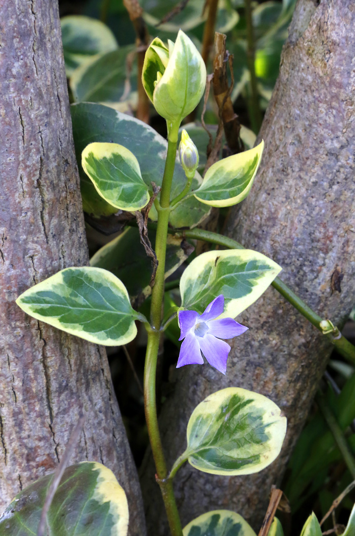 Изображение особи Vinca major.