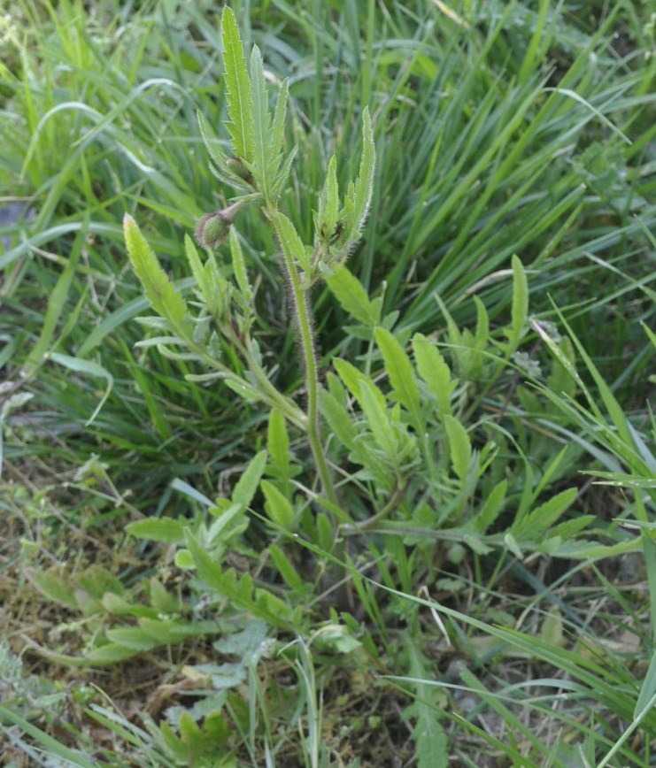 Image of Papaver rhoeas specimen.