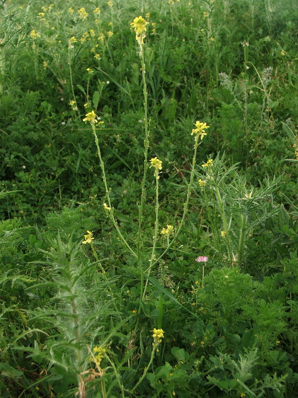 Изображение особи Rapistrum rugosum.