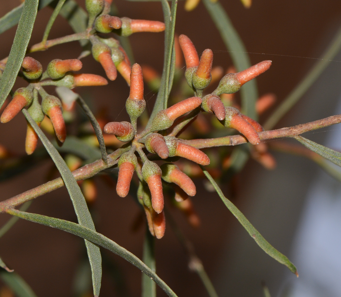 Изображение особи Eucalyptus spathulata.