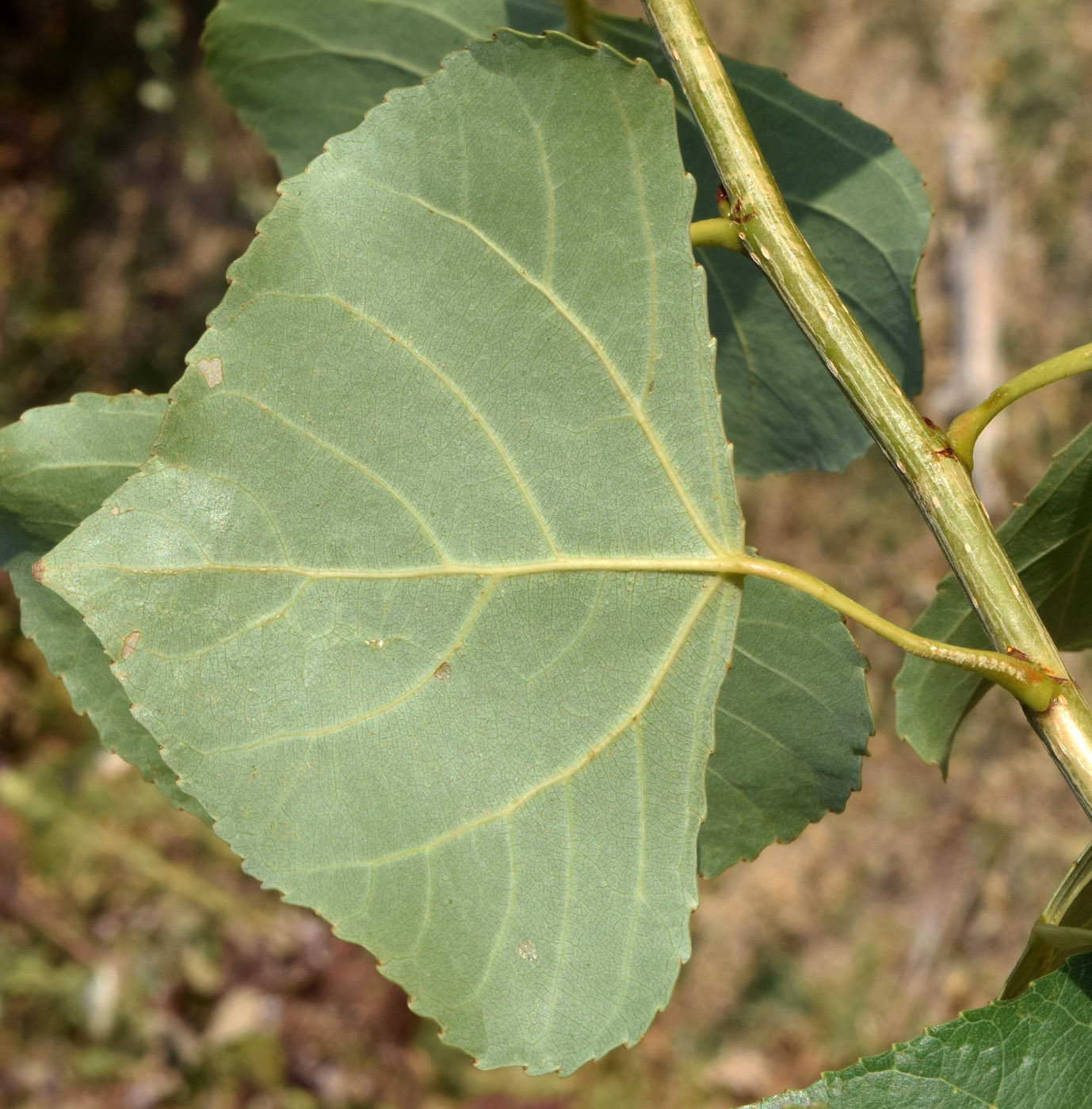 Image of Populus italica specimen.