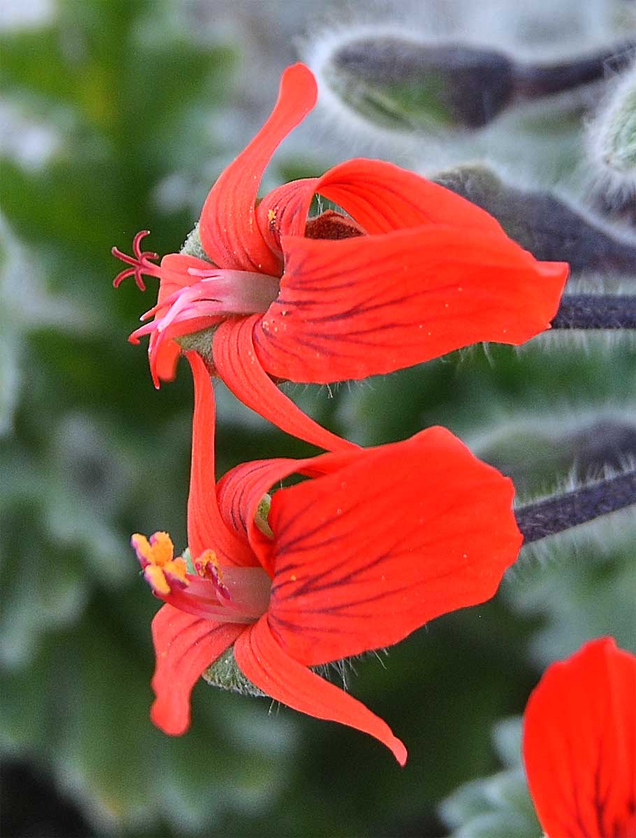 Image of Pelargonium fulgidum specimen.