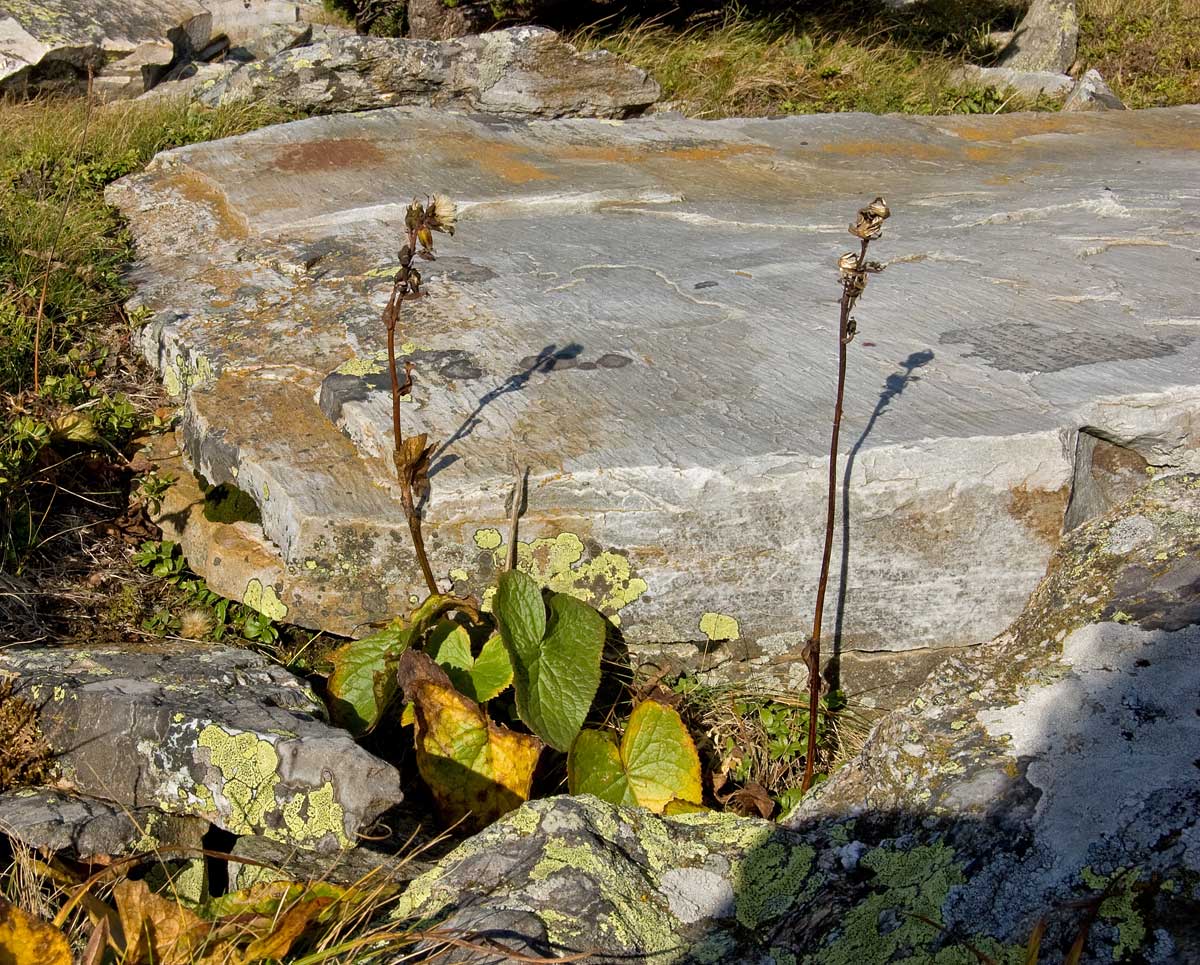 Image of Ligularia sibirica specimen.