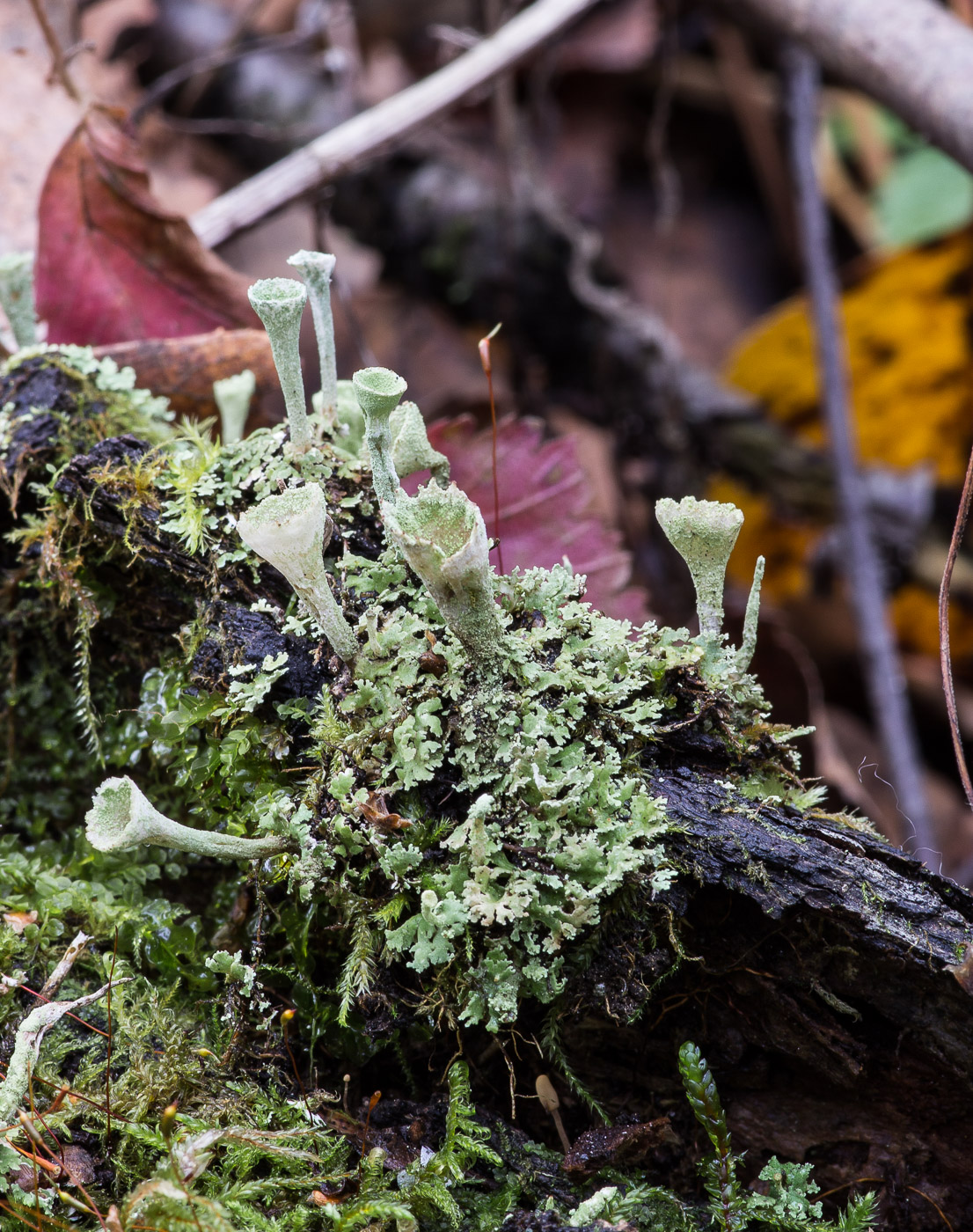 Image of genus Cladonia specimen.