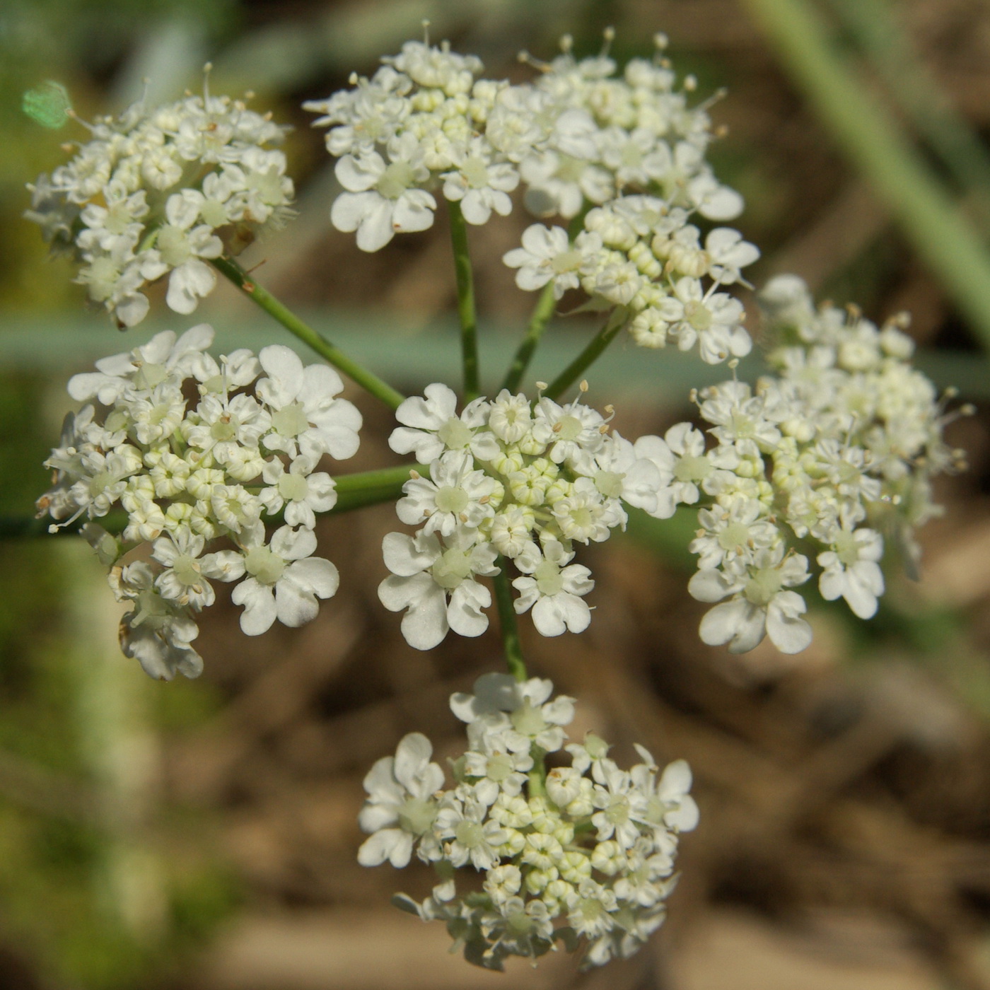 Image of Astrodaucus littoralis specimen.