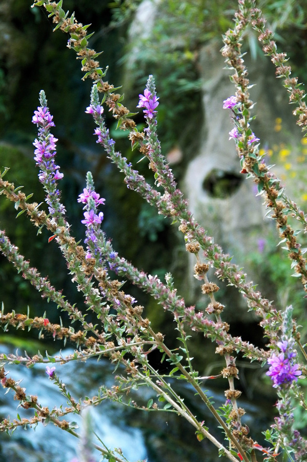 Image of Lythrum salicaria specimen.