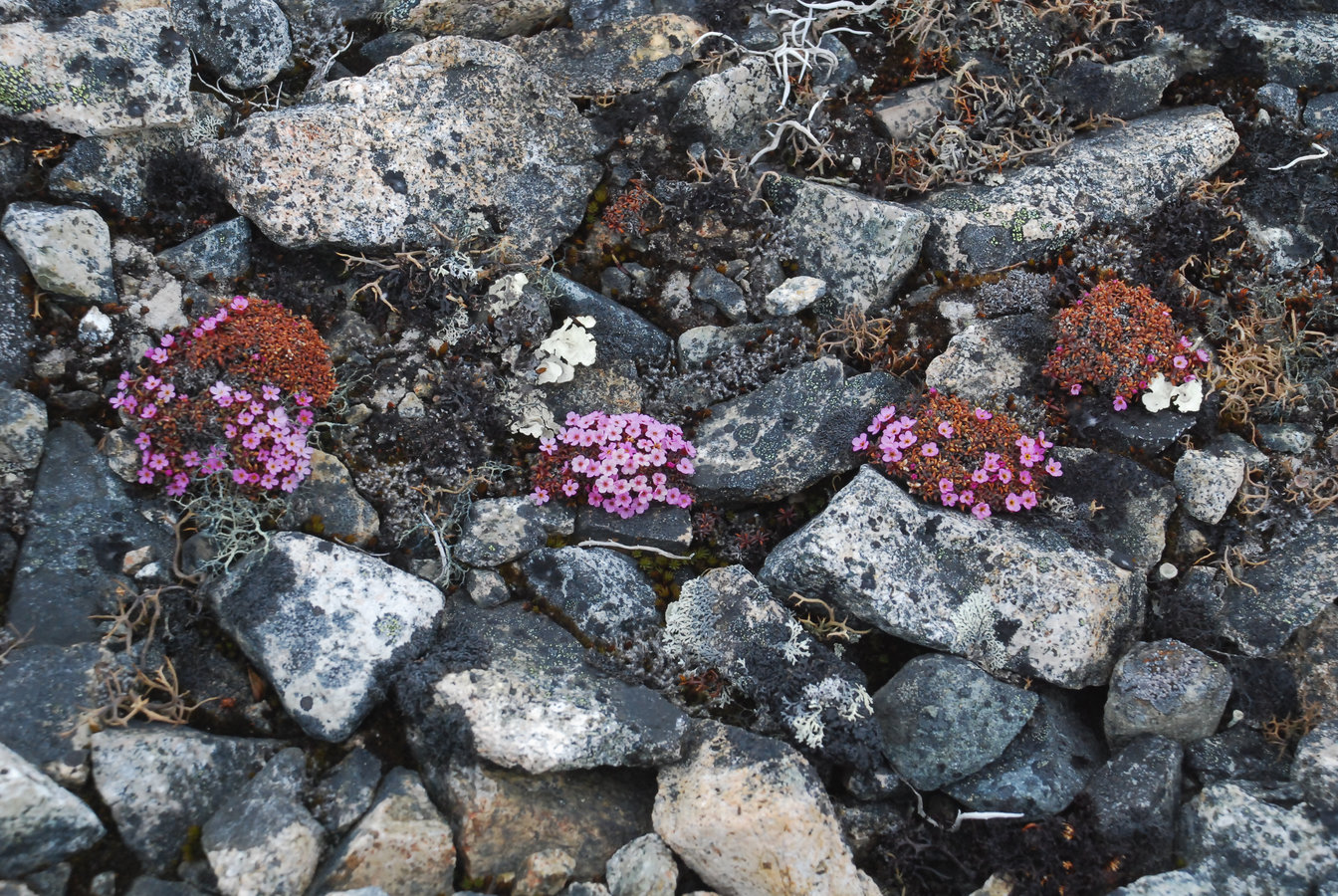 Image of Douglasia ochotensis specimen.