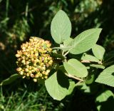 Viburnum lantana