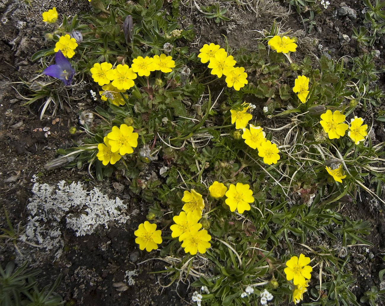 Изображение особи Potentilla gelida.