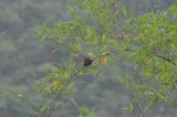 familia Poaceae. Ветвь вегетирующего растения. Южный Китай, Гуанси-Чжуанский автономный р-н, окр. г. Яншо, берег реки. 5 апреля 2015 года.