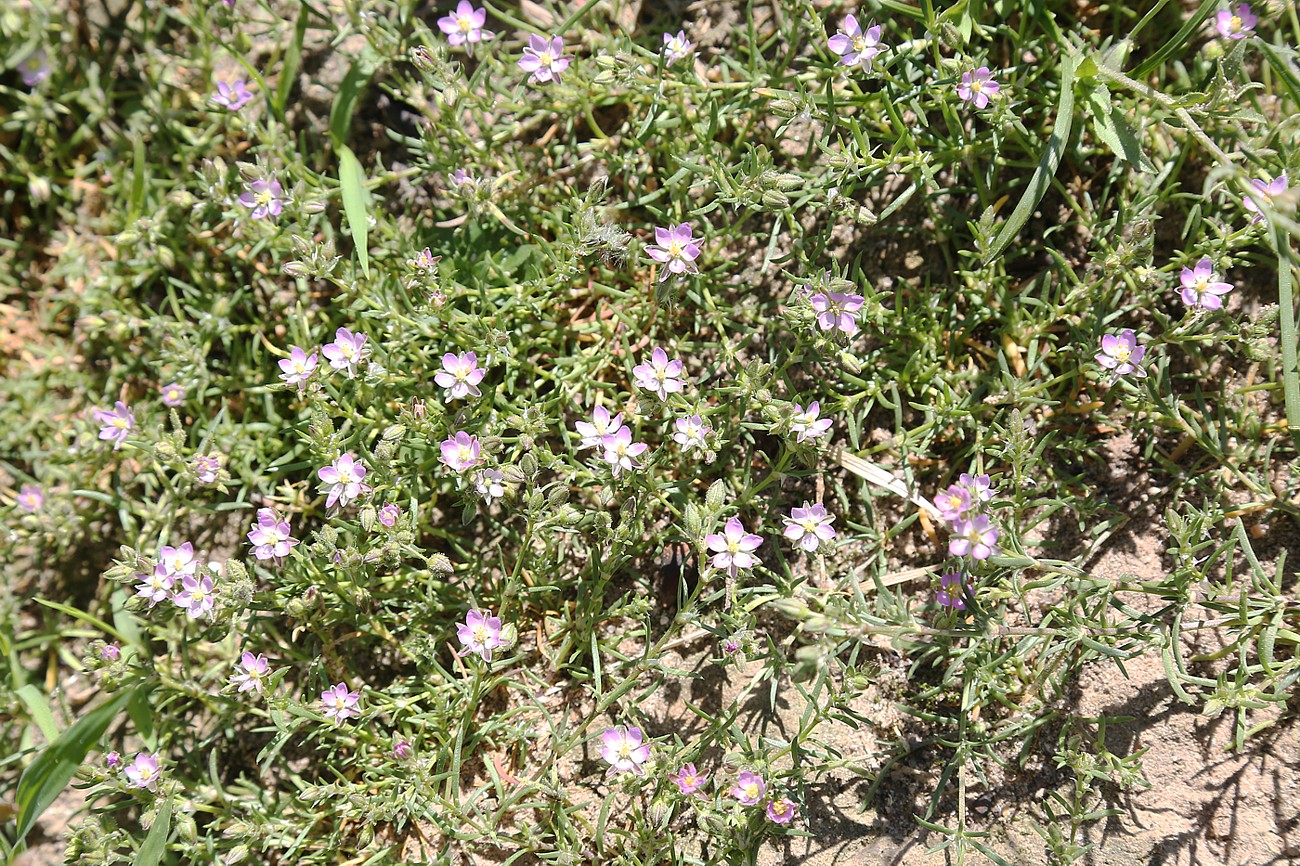 Image of Spergularia rubra specimen.